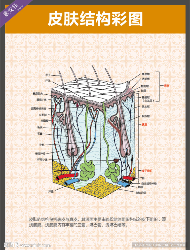 皮肤结构