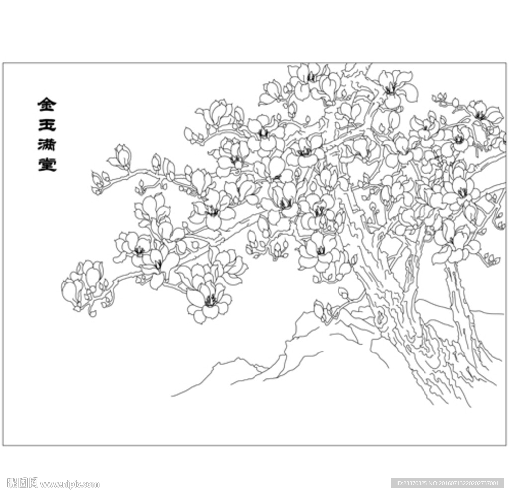 玉兰花