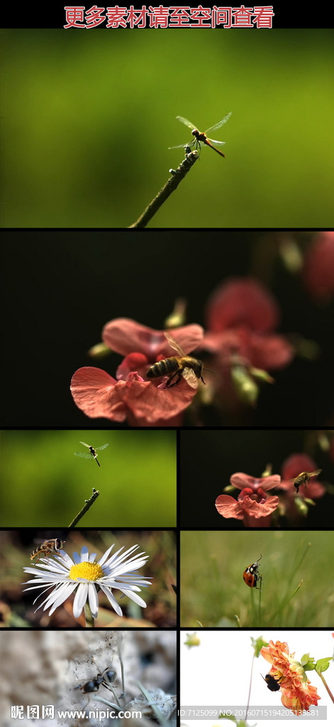 蜻蜓蜜蜂瓢虫蚂蚁昆虫慢镜头视频