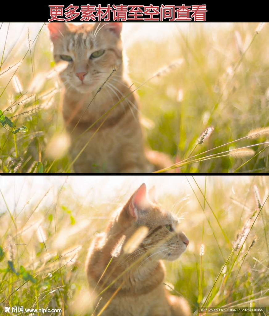 唯美阳光草丛中的猫高清实拍视频