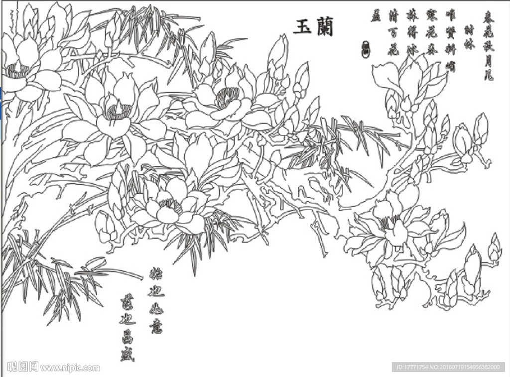 玉兰