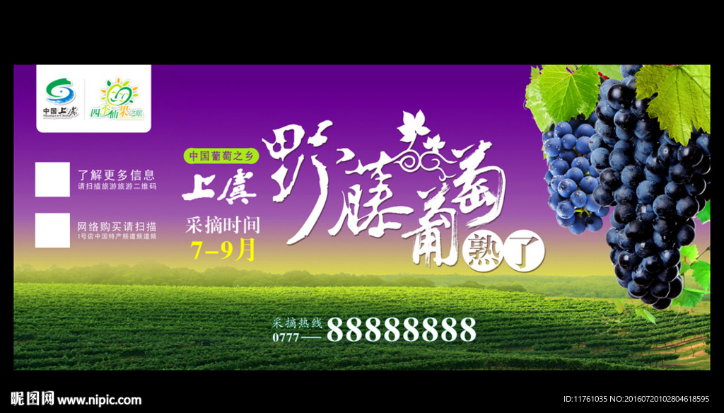 上虞野藤葡萄