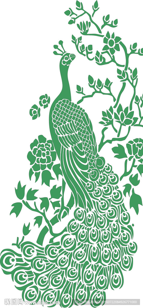 孔雀图片