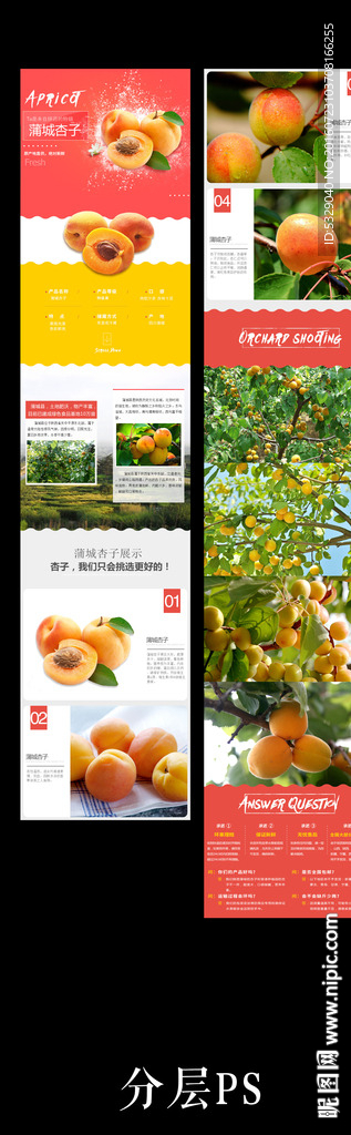 陕西蒲城杏子详情页