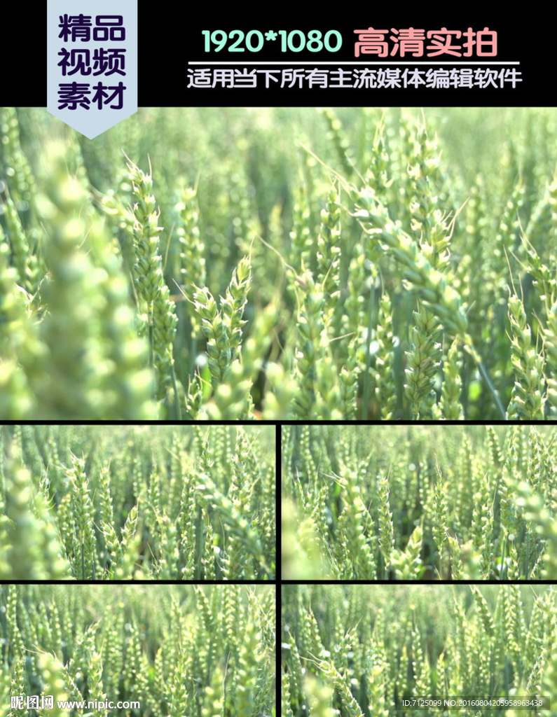 翠绿小麦麦穗视频素材