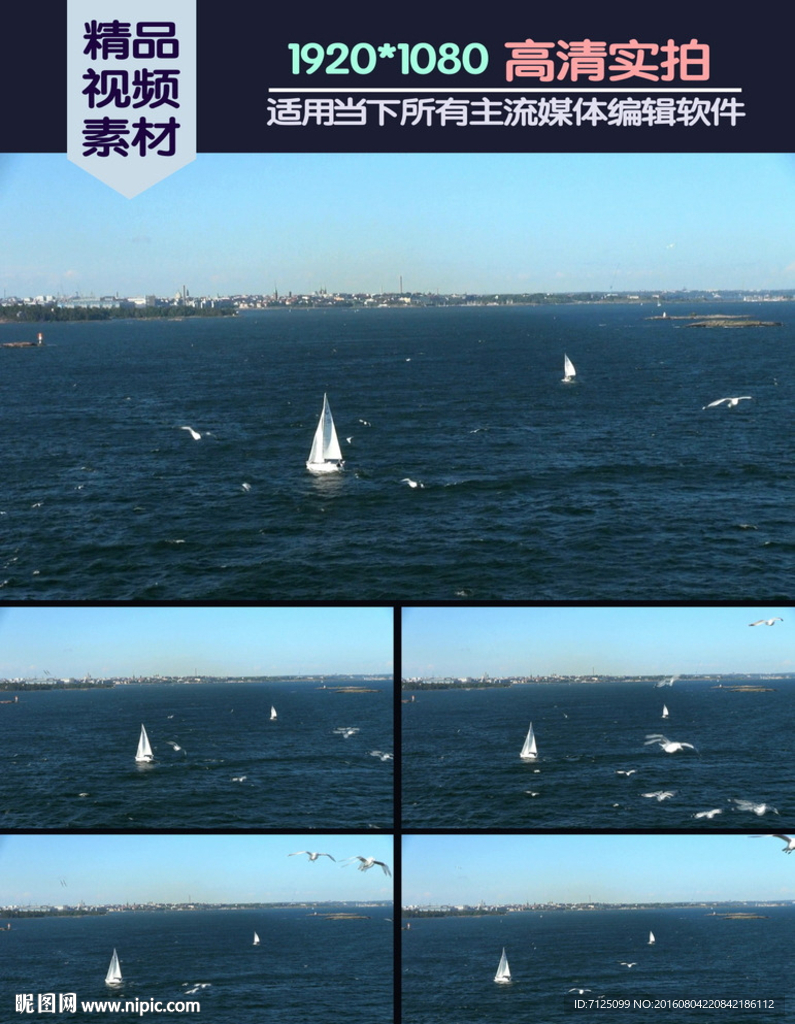 海洋帆船海鸟飞翔