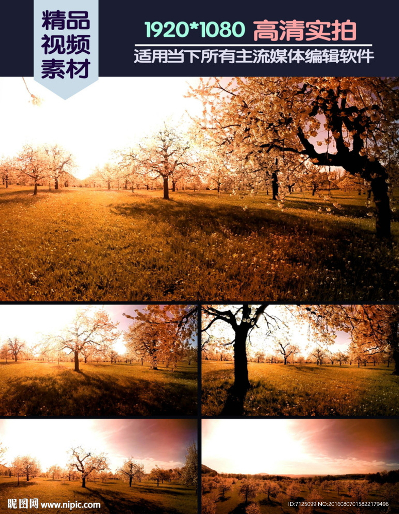 开满花的果园黄昏