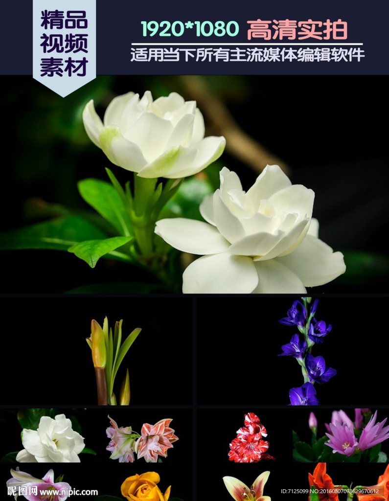 鲜花绽放记录