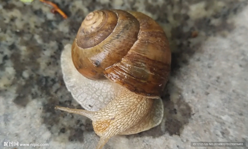 爬行的蜗牛