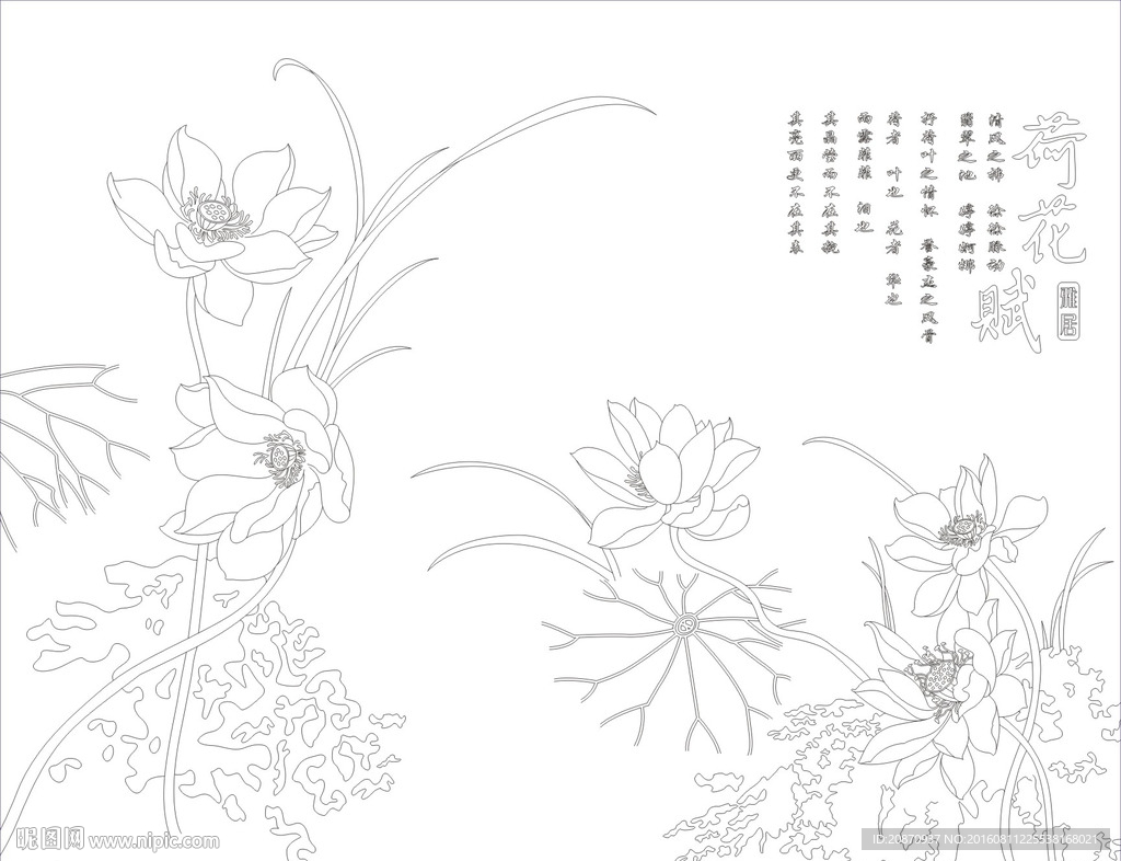 荷花