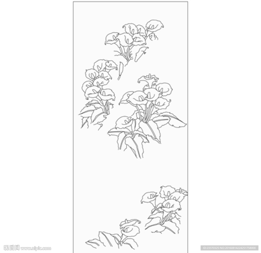 马蹄莲