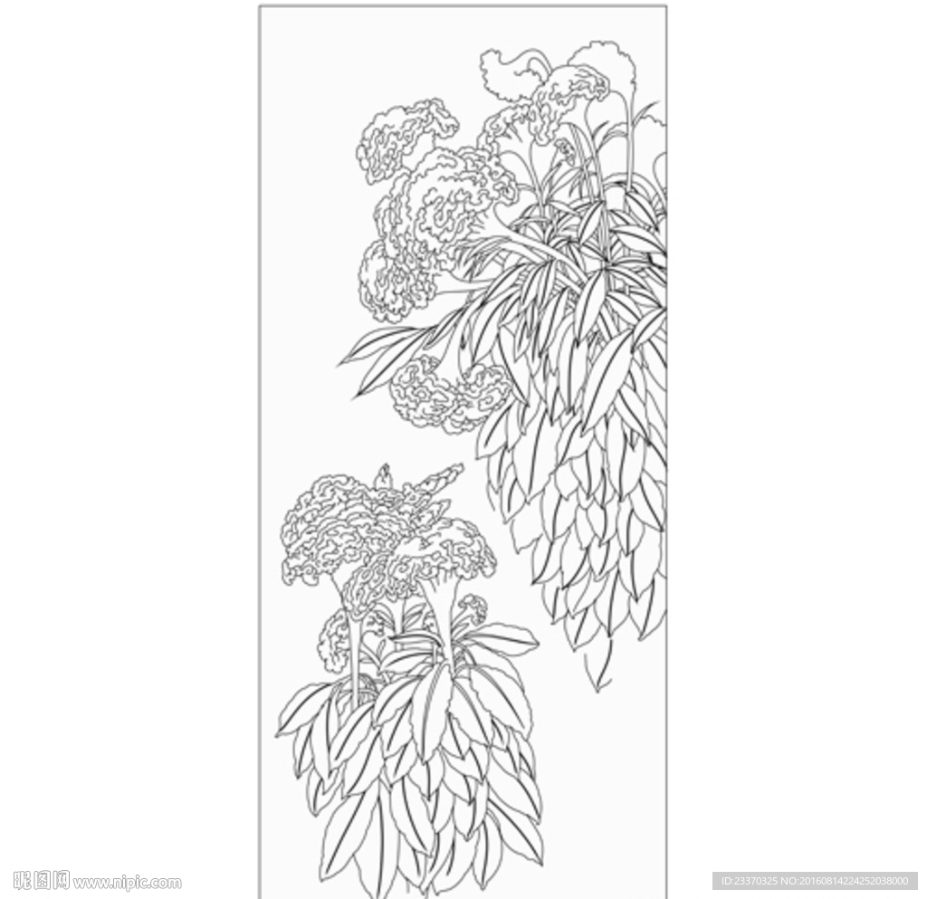 鸡冠花