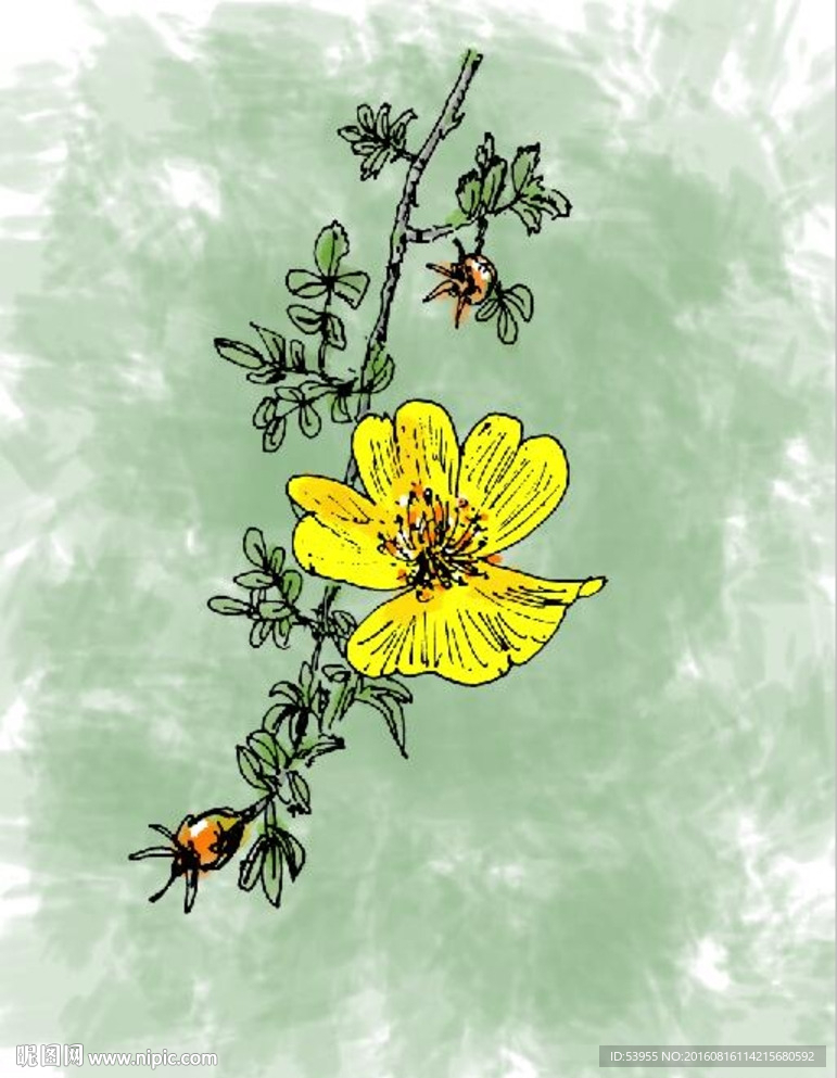 野石榴花