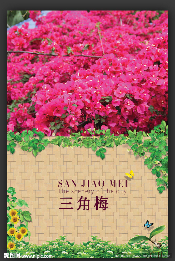 三角梅