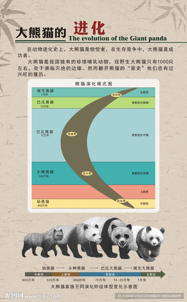 大熊猫的进化
