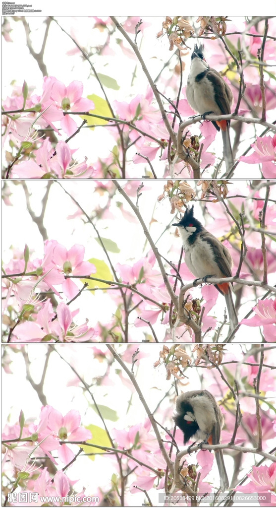 站在花丛枝头上的一只小鸟