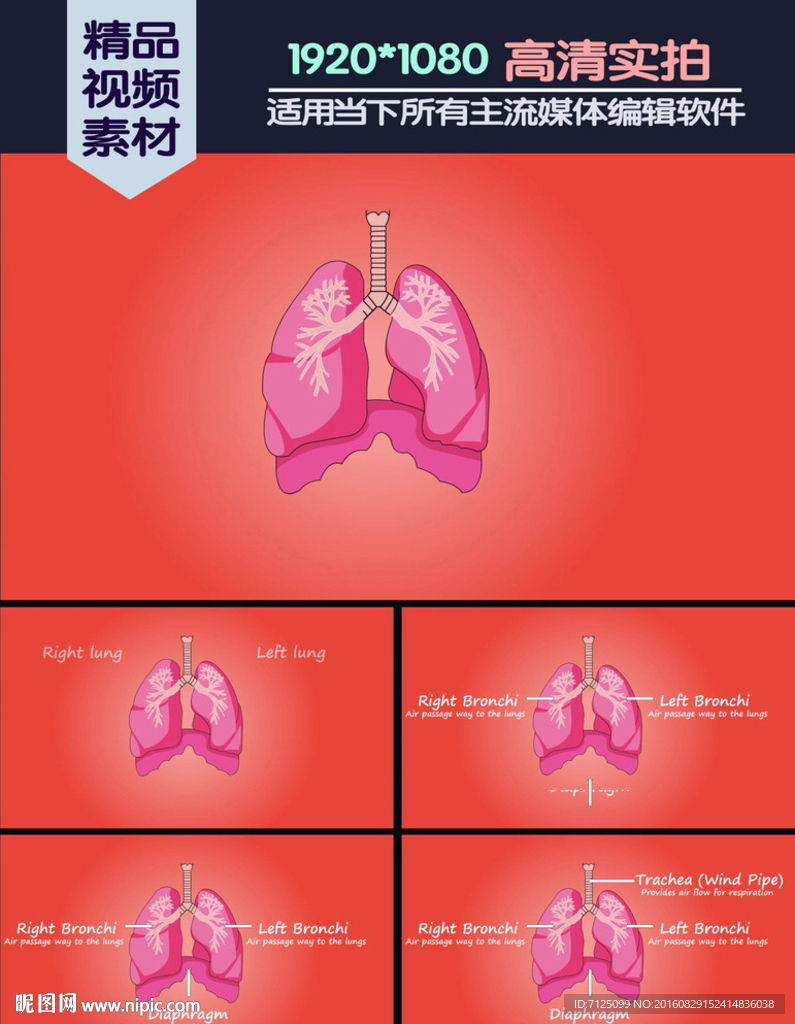 肺基本功能介绍演示动画