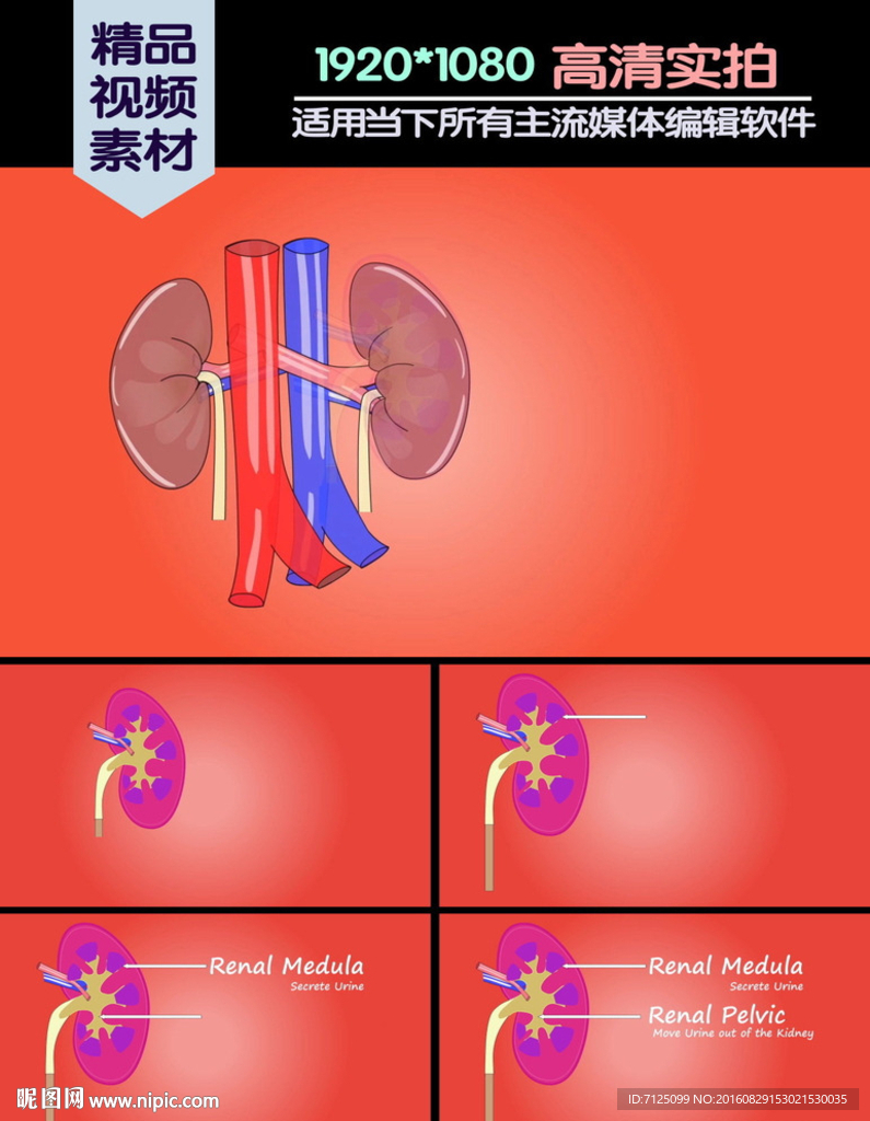 肾脏基本功能介绍演示动画