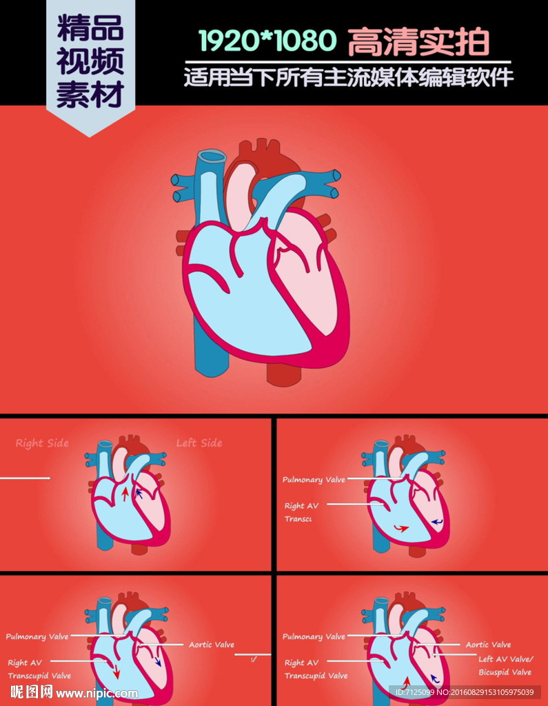 心脏基本功能介绍演示动画