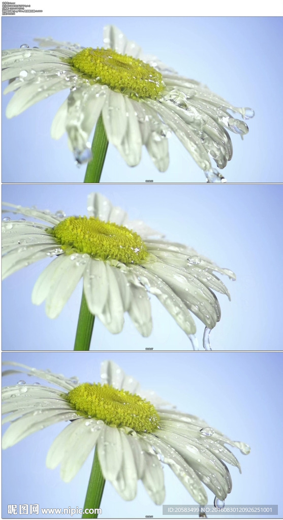 水流水滴倒在花朵上