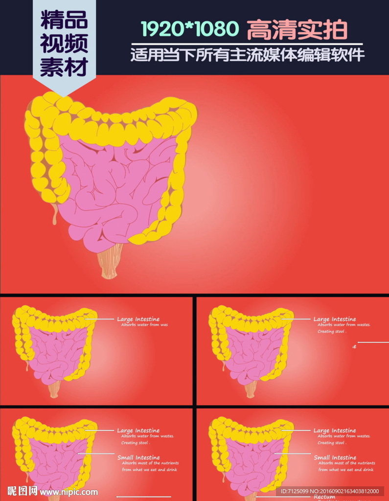 肠功能基本介绍演示动画