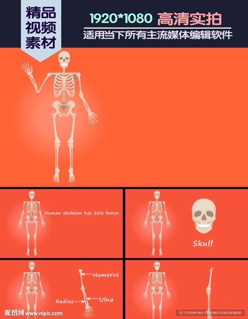 人类骨架结构基本知识科普