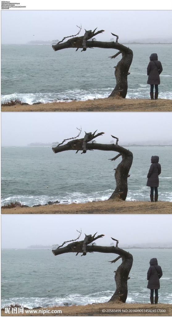 面对大海的女人和枯树