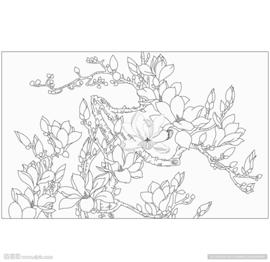玉兰花
