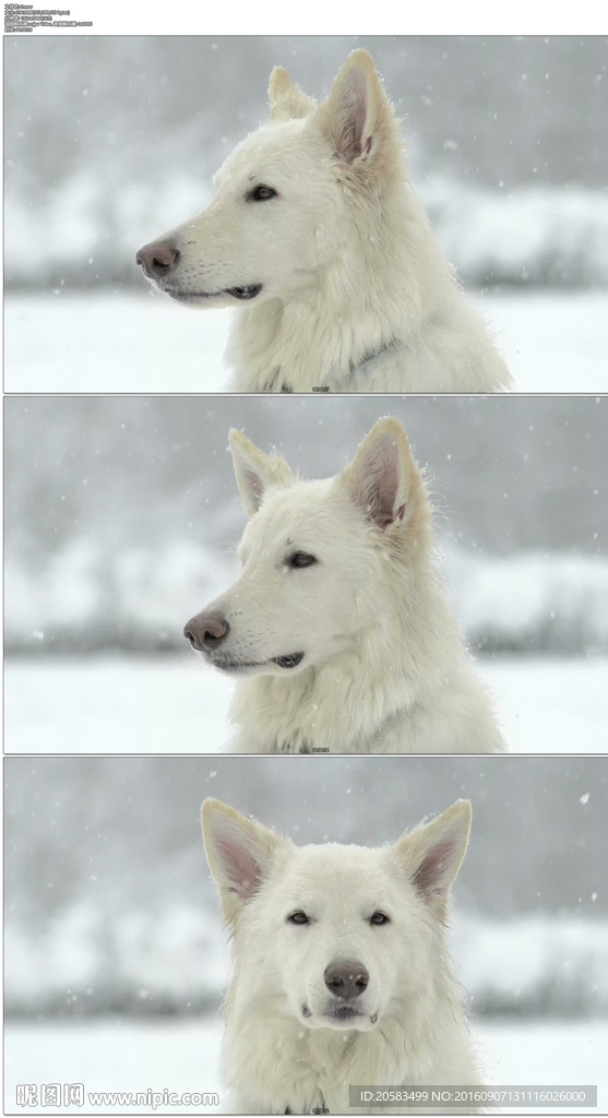 雪地中孤独的狗狗