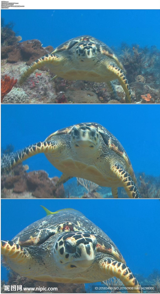 大海乌龟游泳