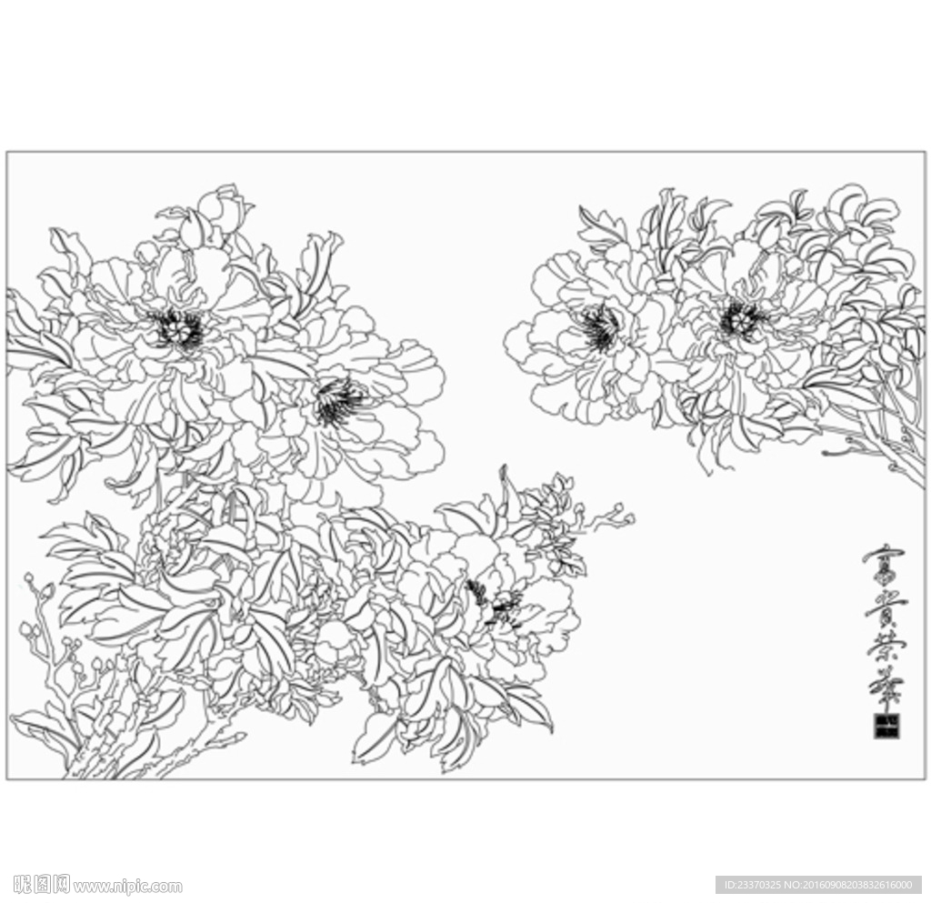 牡丹花