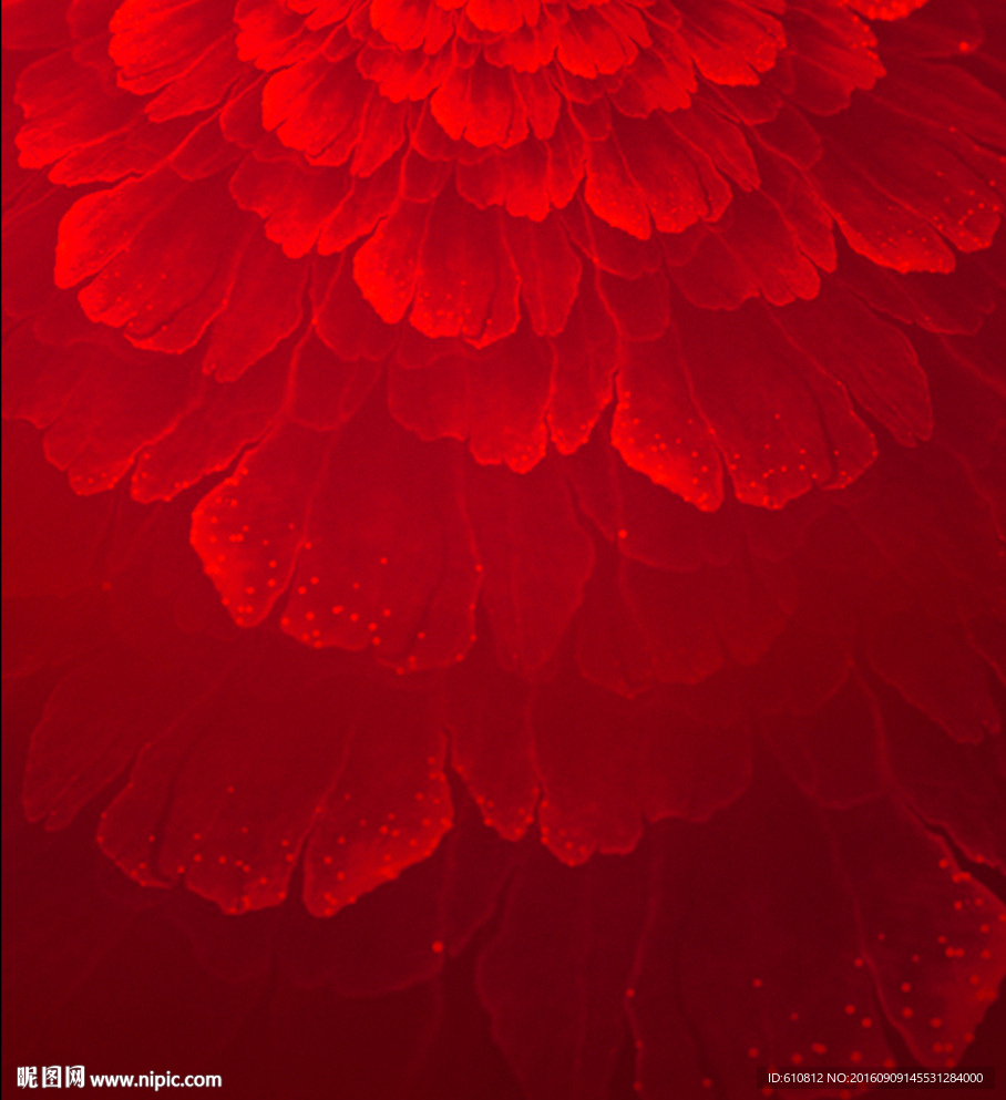 鲜花背景
