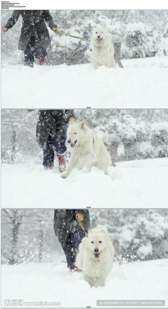 女人牵着牧羊犬在雪地奔跑