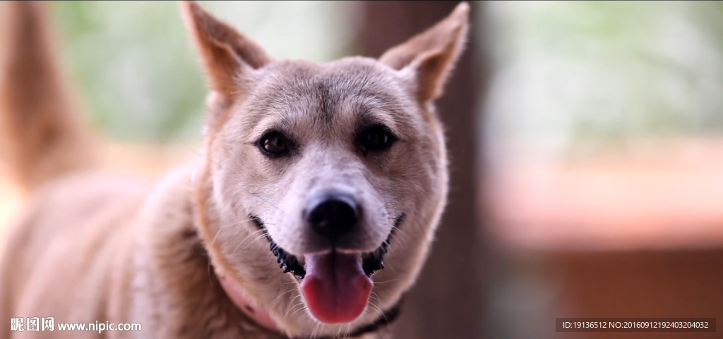 中华田园犬