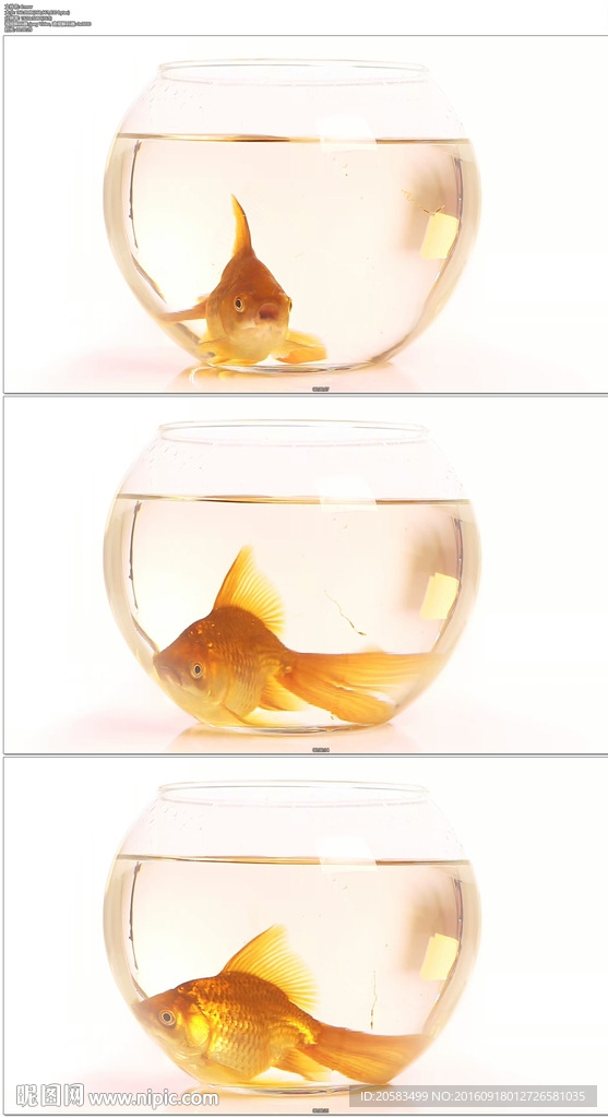 鱼缸金鱼