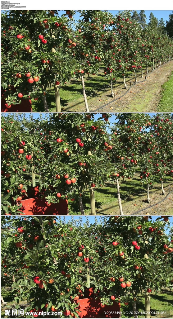 苹果树果园