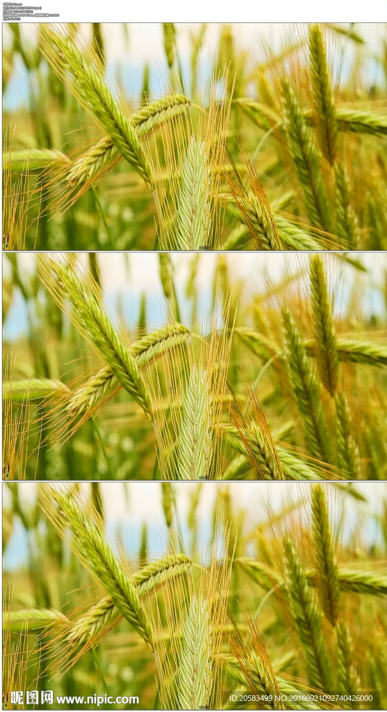 绿色小麦麦穗