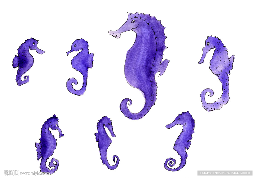 水彩海马