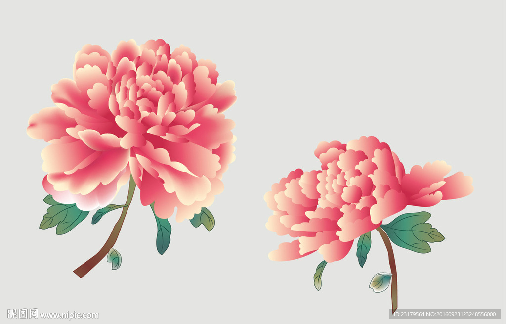 牡丹花