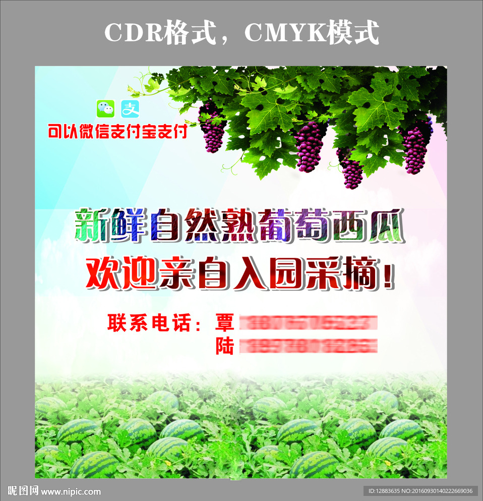 葡萄西瓜采摘节