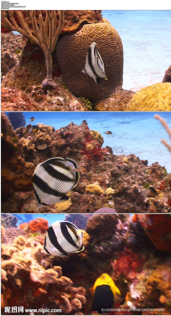 海底蝴蝶鱼在珊瑚礁上游动