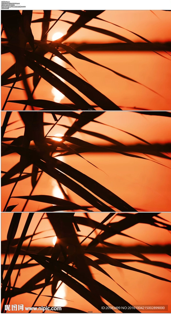 唯美夕阳湖面小草剪影