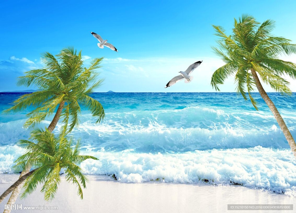 海景椰子树图片