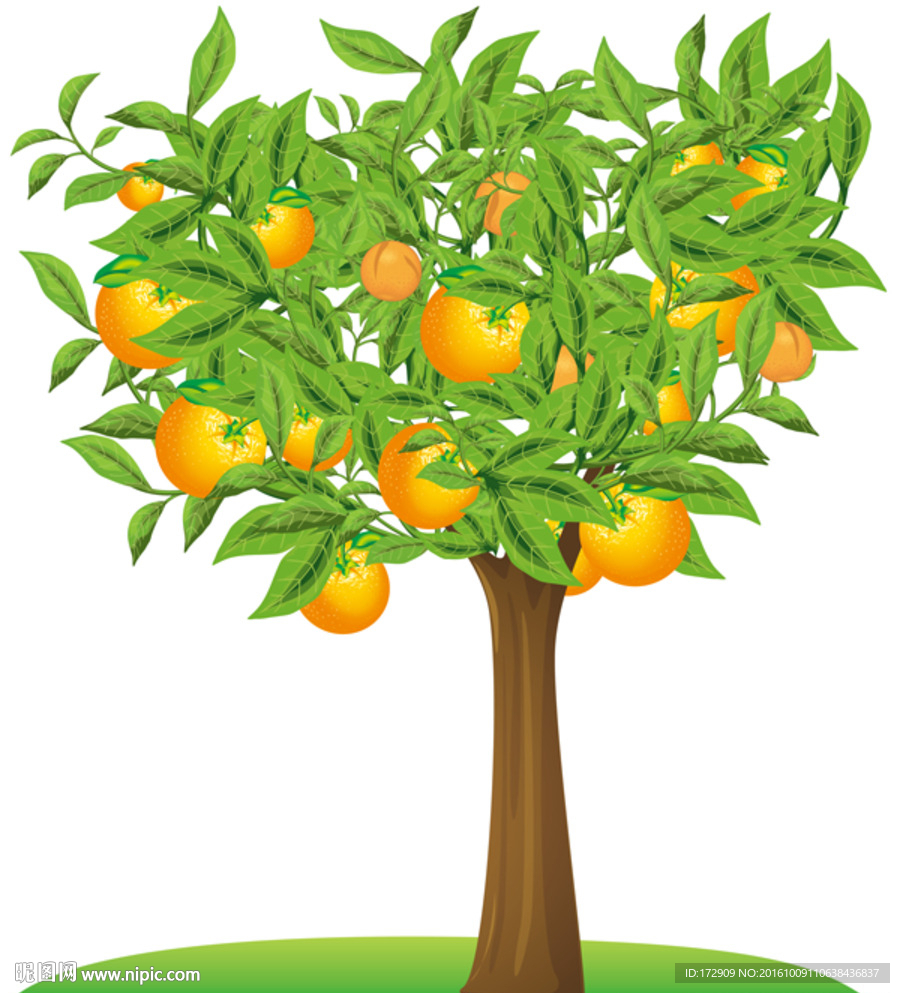 柑橘卡通树