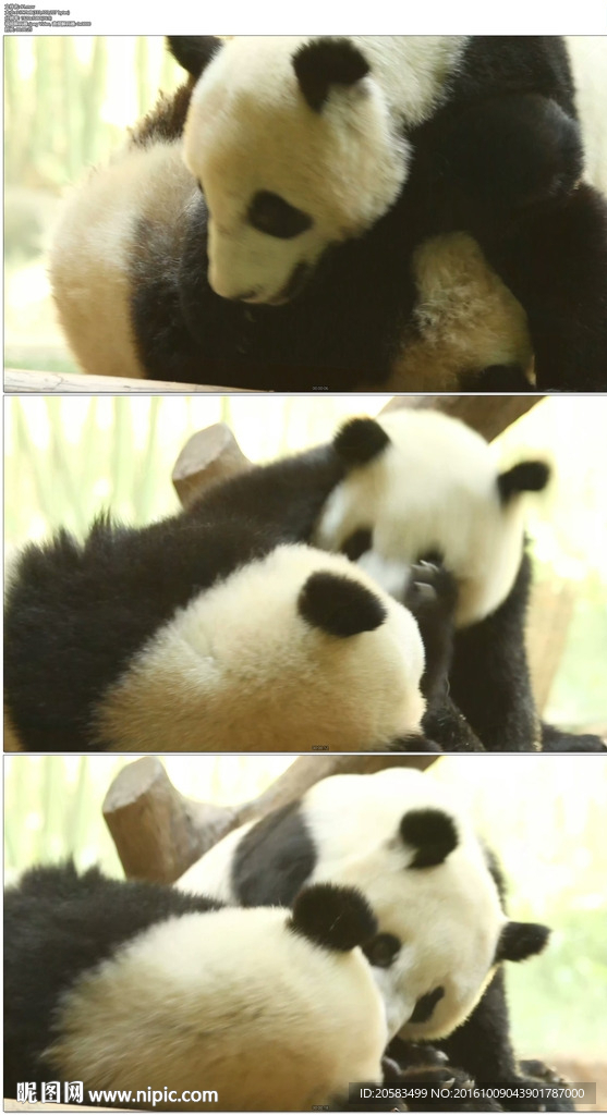 两只大熊猫玩耍