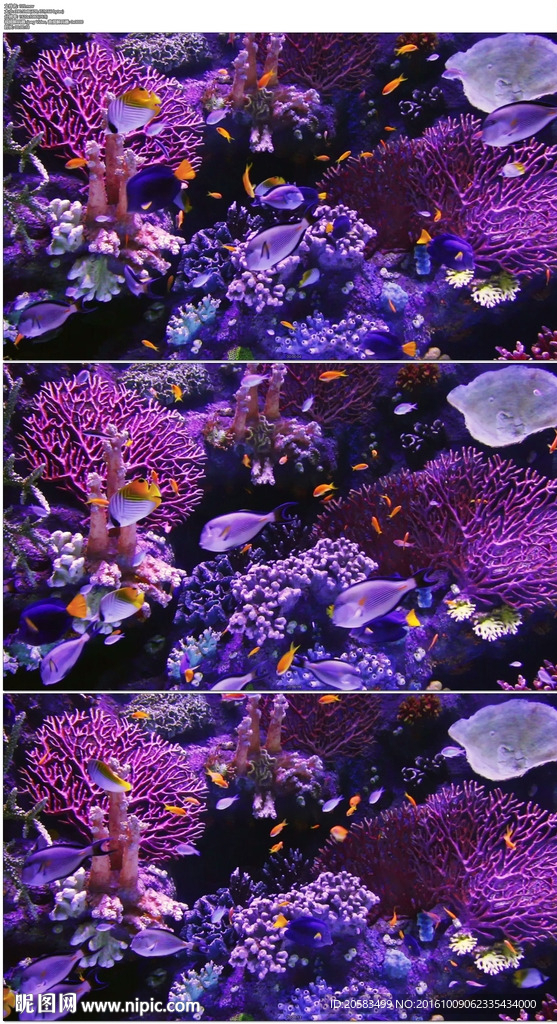 海底世界热带鱼和珊瑚