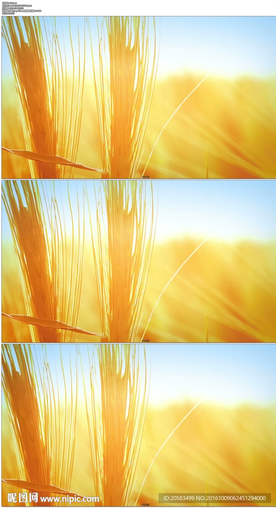 金黄色小麦麦穗