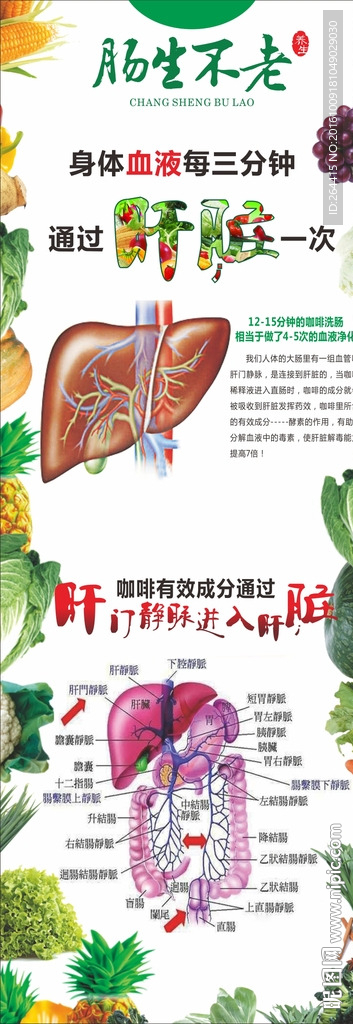 咖啡灌肠养生肝脏排毒展架展板