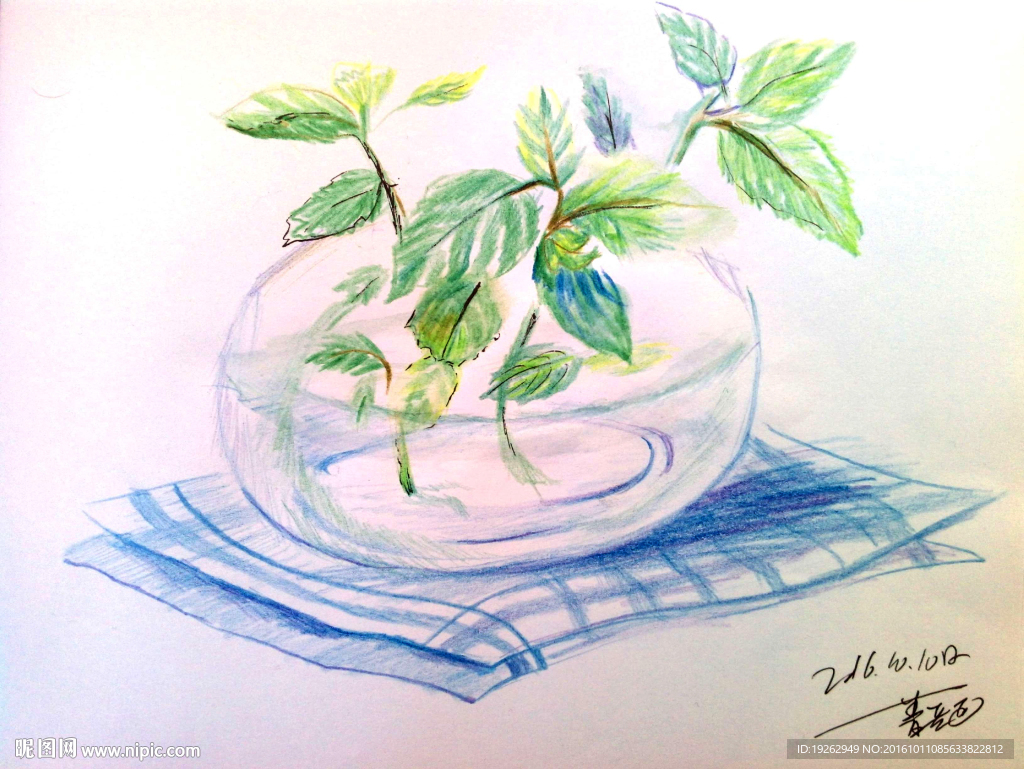 彩铅静物作业瓶中植物