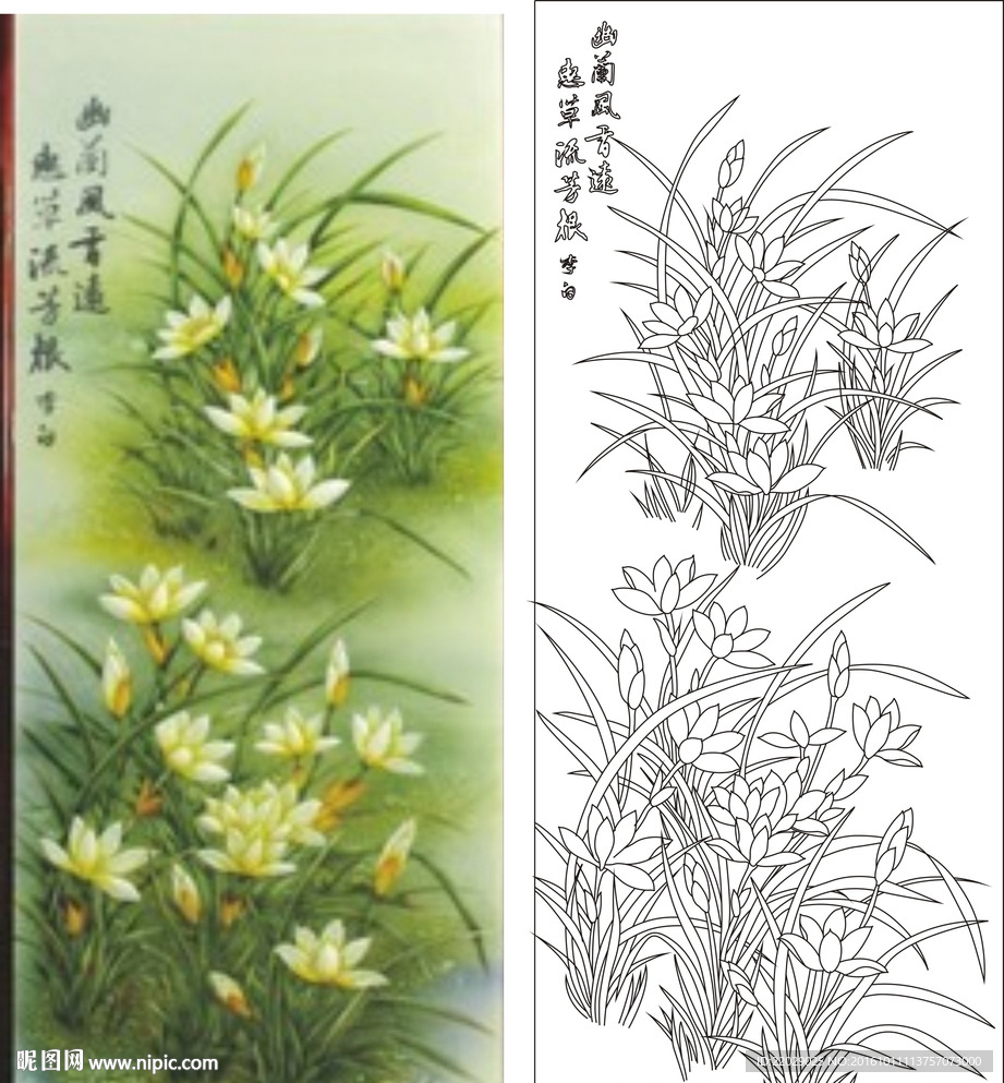兰花